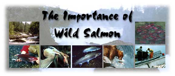 The Importance of Wild Salmon