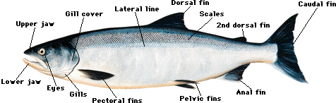 Salmon Anatomy Diagram
